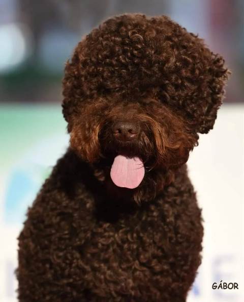 Lagotto Romagnolo, reservation puppies