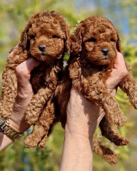 Toy, apricot and red poodles