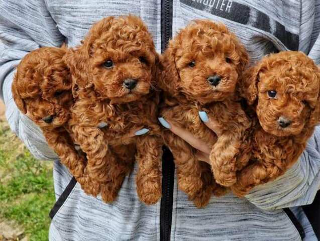 Toy and mini poodle babies
