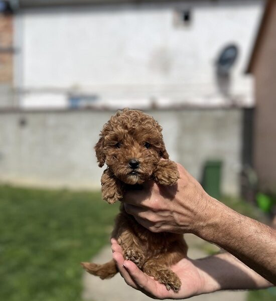 Miniature red poodle