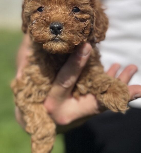 Miniature red poodle
