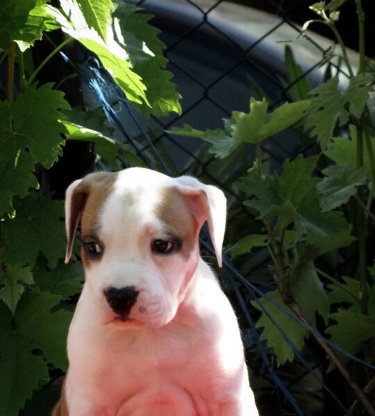 American Staffordshire terrier, puppies