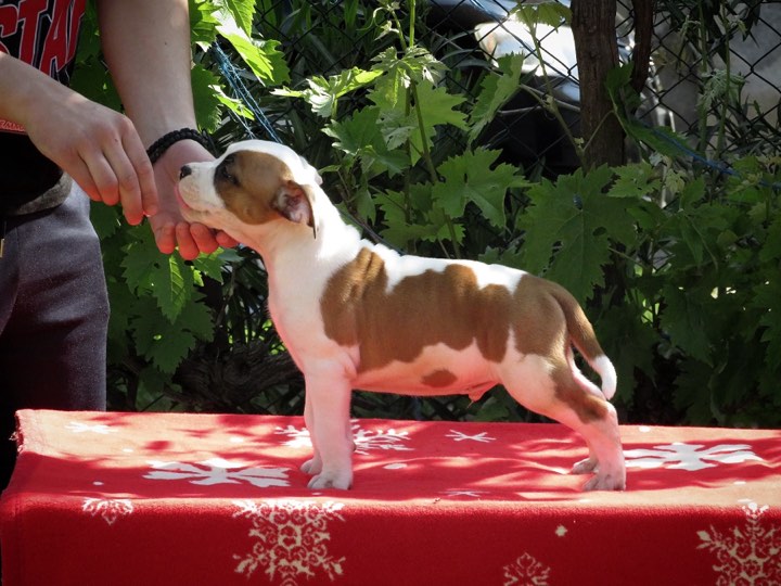 American Staffordshire terrier, puppies
