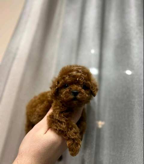 Toy and mini poodle puppies