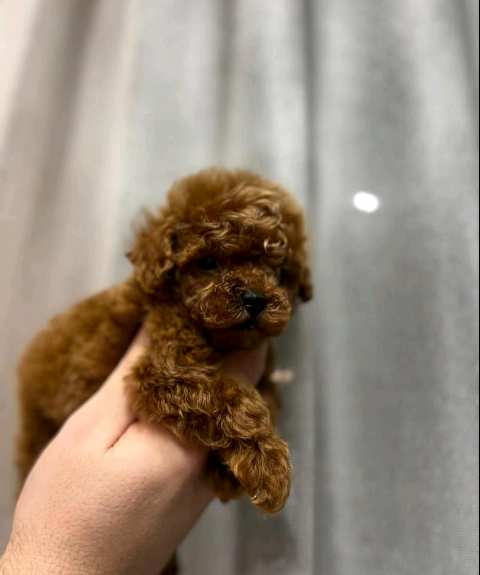 Toy and mini poodle puppies