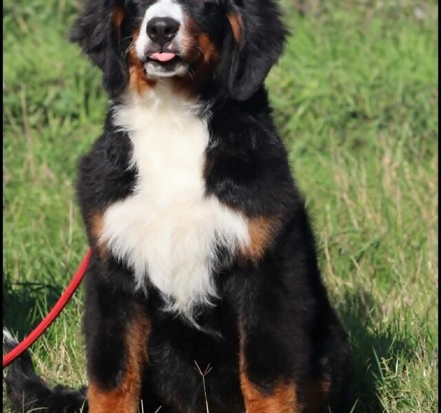 Bernese Mountain Dog