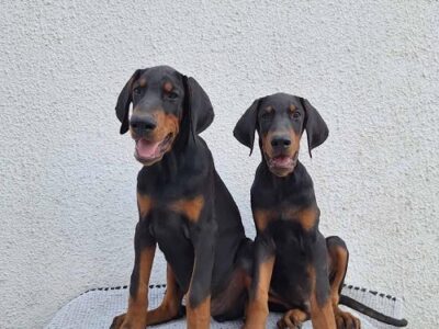 Doberman, top dogs