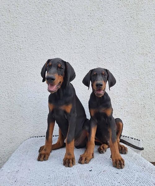 Doberman, top dogs