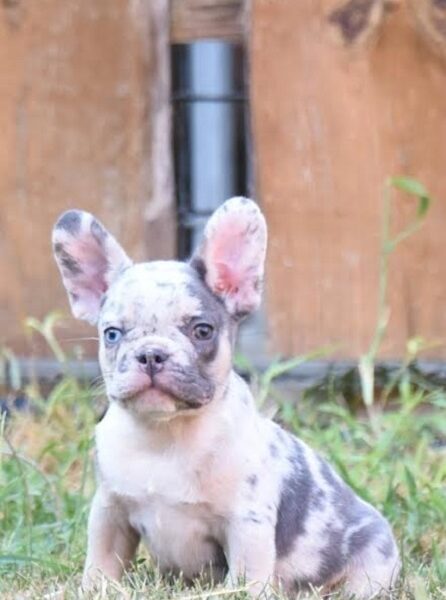 French bulldog