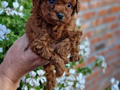 Apricot and red toy poodles