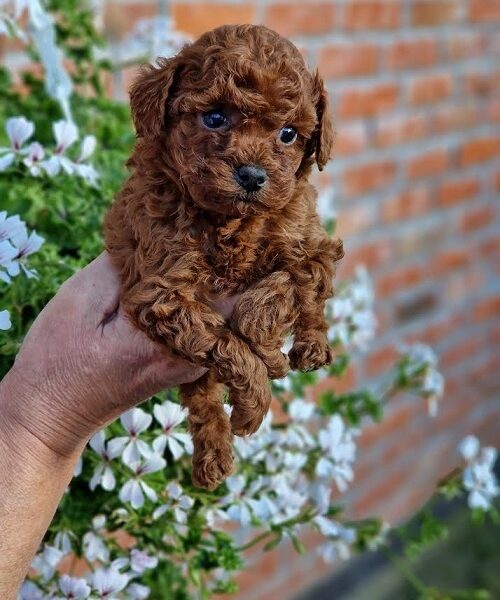 Apricot and red toy poodles