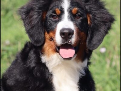 Bernese Mountain Dog