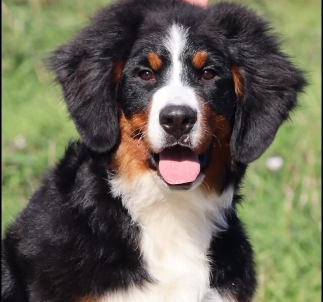 Bernese Mountain Dog