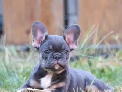 French bulldog