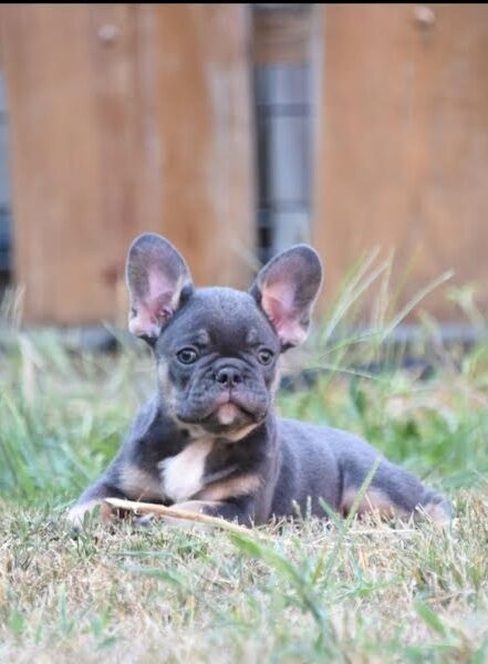 French bulldog