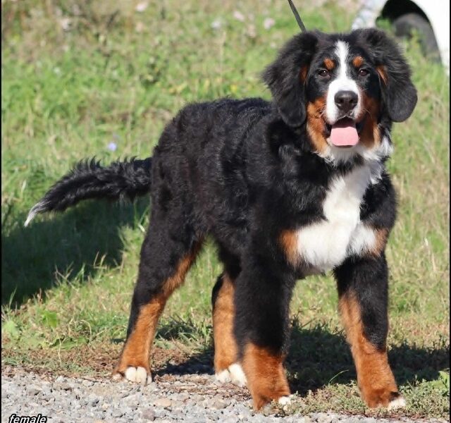 Bernese Mountain Dog