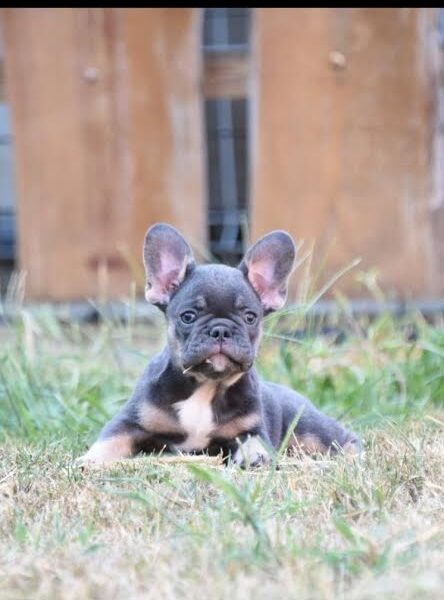 French bulldog