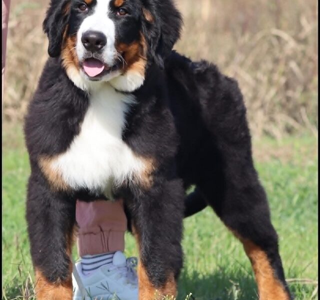 Bernese Mountain Dog