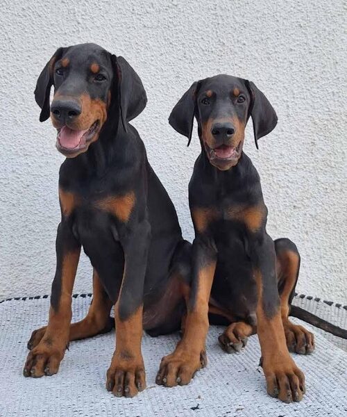 Doberman, top dogs