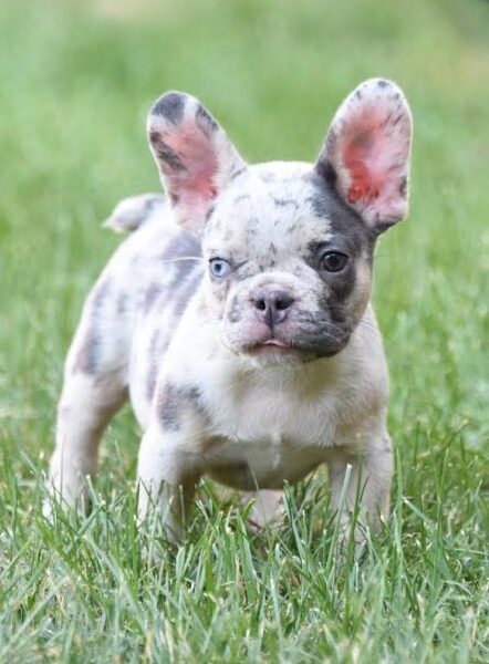 French bulldog