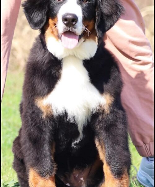 Bernese Mountain Dog