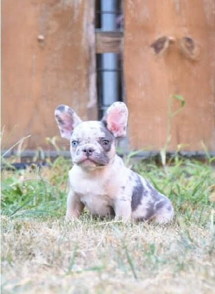 French bulldog