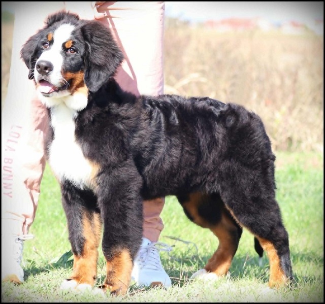 Bernese Mountain Dog