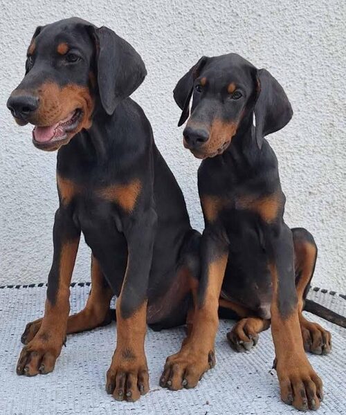 Doberman, top dogs