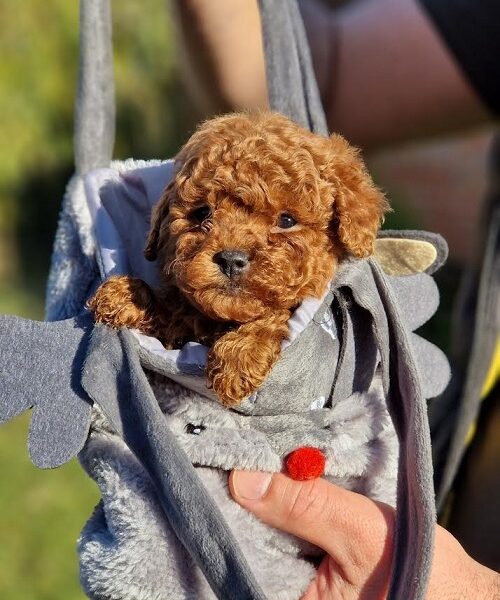 Apricot and red toy poodles