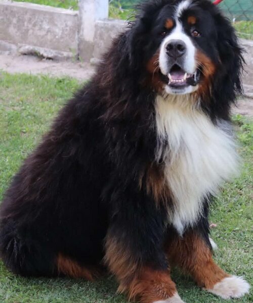 Bernese Mountain Dog