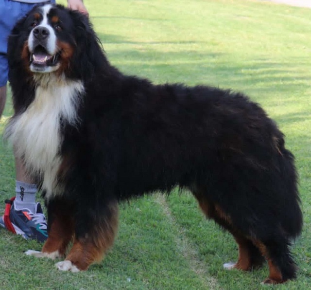 Bernese Mountain Dog