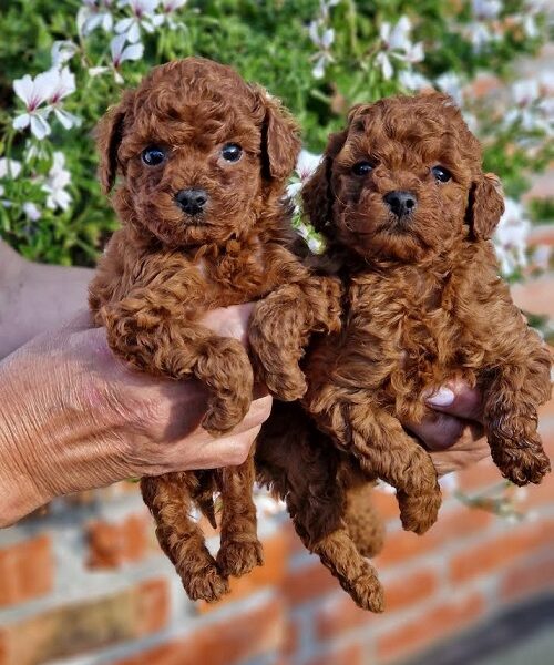 Apricot and red toy poodles