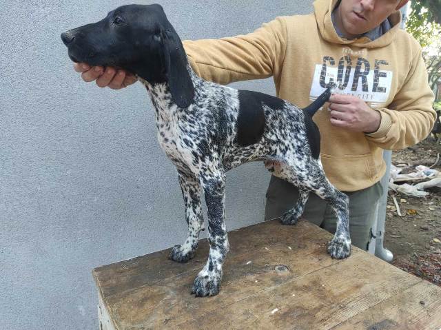 German shorthaired pointer puppies