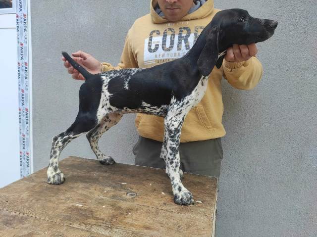 German shorthaired pointer puppies