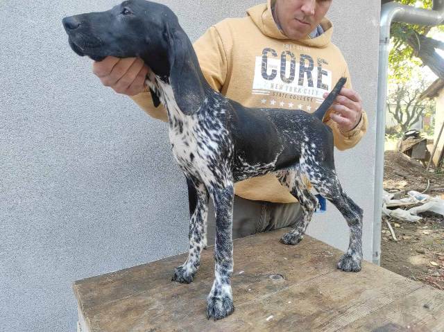 German shorthaired pointer puppies