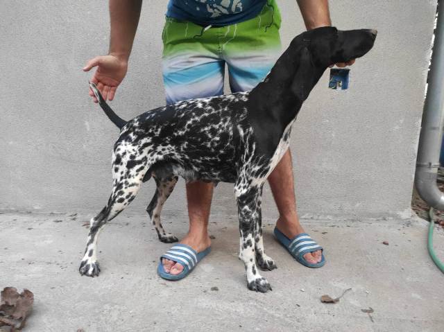 German shorthaired pointer puppies