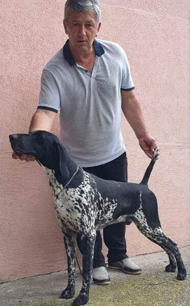 German shorthaired pointer puppies