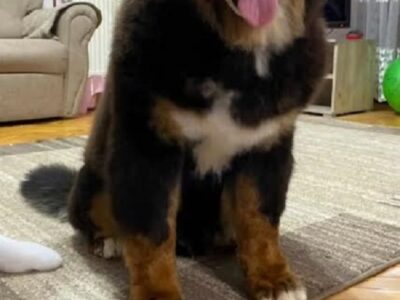 Bernese mountain dog