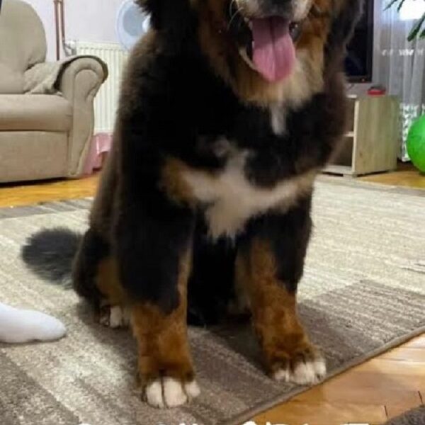 Bernese mountain dog