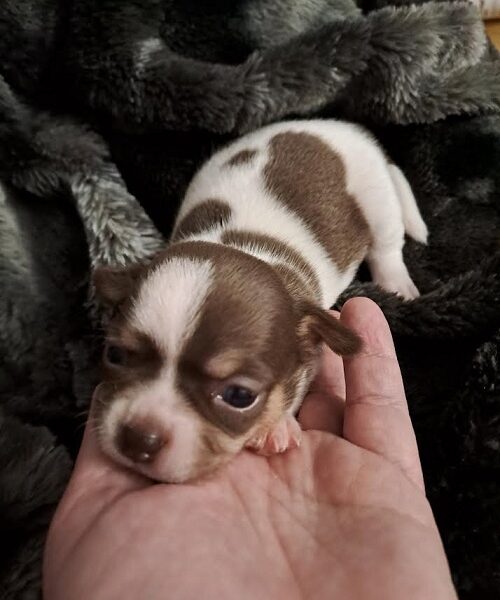 Chihuahua puppies