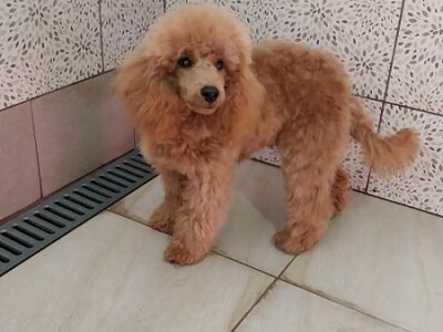 Red poodle male puppy