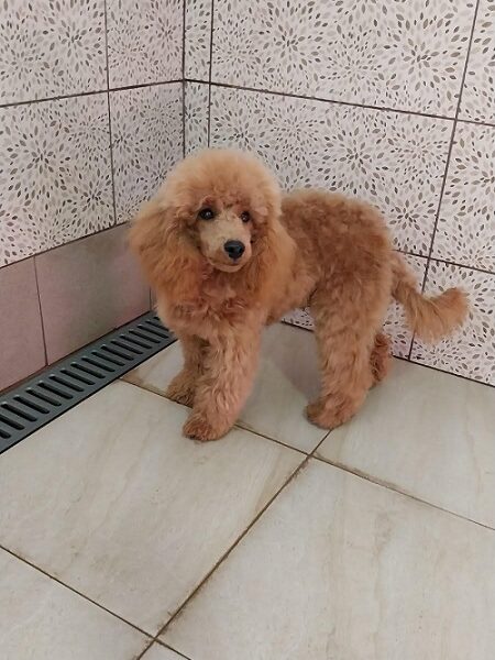 Red poodle male puppy