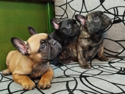 French bulldog