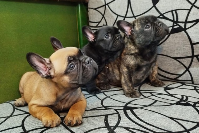 French bulldog