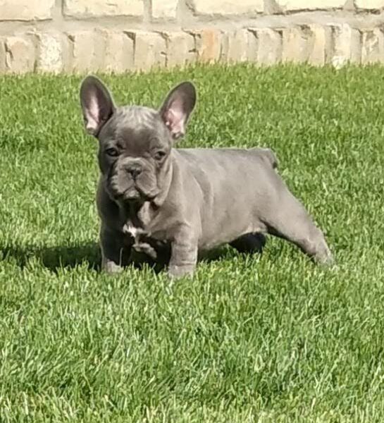 French bulldog