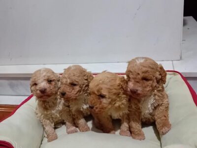 Maltipoo puppies