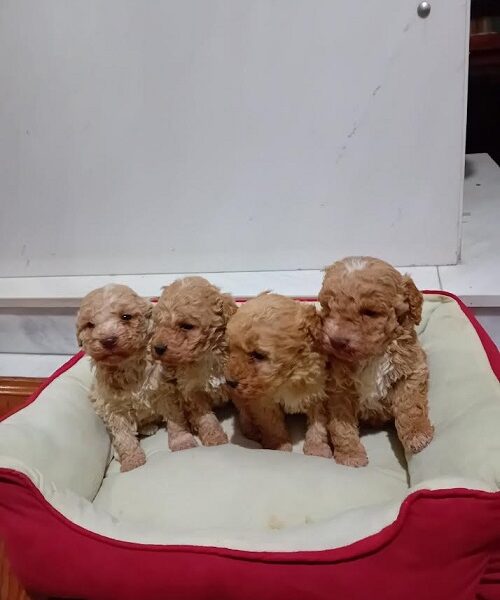 Maltipoo puppies