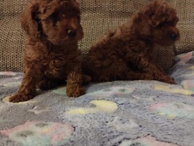 Red toy poodle, females