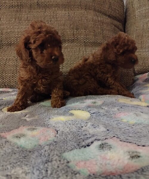 Red toy poodle, females