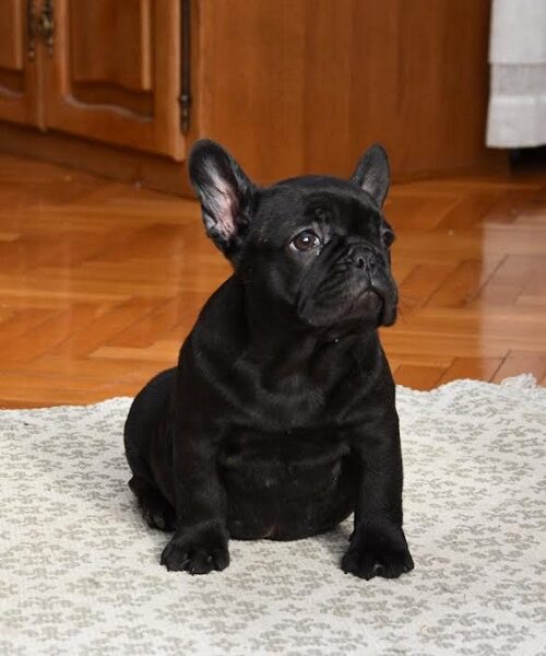 French bulldog